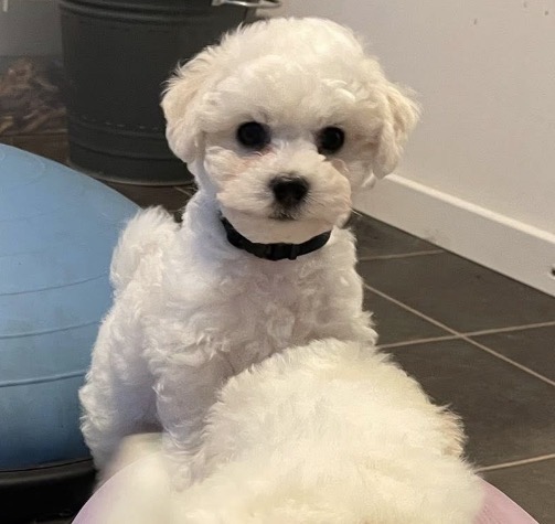 Fri Fredag — De bästa reskamraterna har fyra tassar